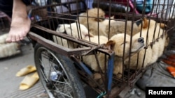 Dogs for sale are kept in a cage in Dashichang dog market on the day of local dog meat festival in Yulin, Guangxi Autonomous Region, June 22, 2015. 