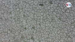 Proyecto “Techo verde” ¿Utopía ambientalista? (Afiliadas)