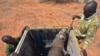 FILE - Rangers stand next to a black rhino about to be released out of a capture crate at the Sera Community Rhino Sanctuary in Samburu county, Kenya, May 20, 2015. A female black rhino also was transferred in May 2015, and gave birth this month.