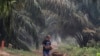 A man carry palm fruits at a palm oil plantation blanketed by haze from wildfires in Pekanbaru, Riau province, Indonesia, Saturday, Sept. 14, 2019.