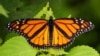 FILE - A monarch butterfly flexes its wings in a garden in Marple Township, Pa., on July 11, 2021.