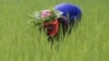 FILE - A rice farmer collects snails and cleans the rice field near Udon Thani, Thailand, Sep. 15, 2015. 