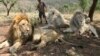 Zakuna 4 Daga Gidan Zoo Din 'Kruger' Sun Ranta A Na Kare