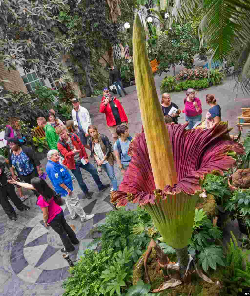ភ្ញៀវទេសចរកំពុងមើលផ្កា Corpse Flower (Titan Arum) ដែលកំពុងរីកហើយមានកម្ពស់២៥២.៧សង់ទីម៉ែត្រនៅសួនផ្កា Botanical Garden ក្នុងរដ្ឋធានីវ៉ាស៊ីនតោនកាលពីថ្ងៃទី២៩ សីហា ២០១៧។