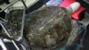 La tortue aux 915 pièces de monnaie réapprend à nager en Thaïlande
