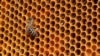 Farmers Raising Bees Help Protect Zimbabwe’s Forests