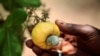 La Côte d'Ivoire, premier producteur mondial de noix de cajou