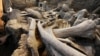 Lack of Water Drove Alaska Island Mammoths to Extinction