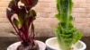 Regrow Vegetables to Reduce Waste, Save Money