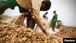 Des hommes procèdent à la récolte du riz dans un champ à Nanan, Yamoussoukro, Côte-d'Ivoire, le 27 septembre 2014.