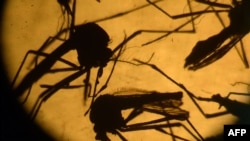 FILE - Aedes aegypti mosquitos, potential carriers of the Zika virus, are photographed in a laboratory at the University of El Salvador, in San Salvador, Feb. 3, 2016. Researchers have found that during the height of the viral epidemic the incidence of the paralytic illness Guillain-Barre was 100 times the number of cases usually seen.