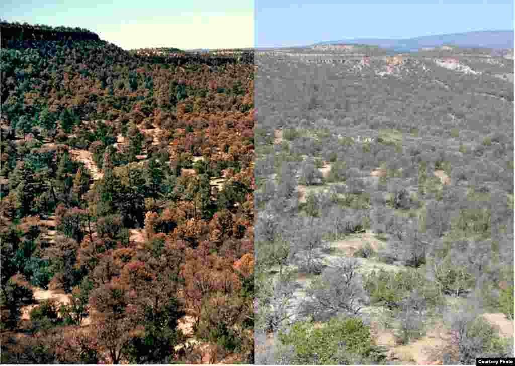 Forest die-off in the America Southwest is projected to occur more frequently due to the impact of a warmer world. (Craig D.Allen/USGS)
