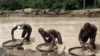 Sierra Leone: une divine surprise de 709 carats, pour une vente "propre"