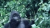 Un gorille des montagnes dans la forêt au Congo, Octobre 1997.