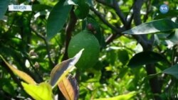 Mersinli Üreticiler Limon İhracatının İzne Bağlanmasından Şikayetçi