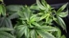 Remède ou drogue: le cannabis "thérapeutique" fait débat en Afrique du Sud