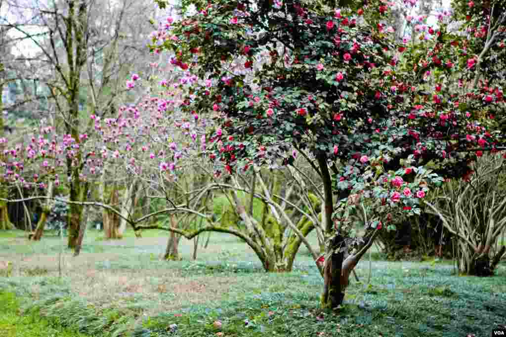 The Sukhumi Botanical Garden was founded in 1840 to introduce tea and citrus to Czarist Russia’s new territories in the Caucasus. It was restored after the 1992-1993 war. (V. Undritz/VOA)