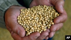روغن سویا یکی از جایگزین های خوب برای چربی های اشباع شده است.