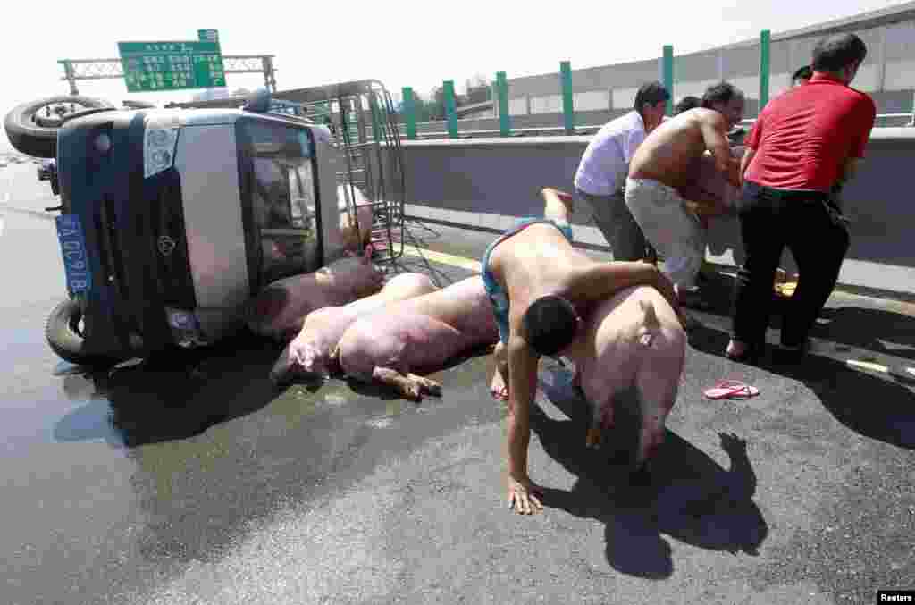 Warga mencoba mencegat babi supaya tidak kabur dari mobil van. Mobil van yang mengangkut 12 babi tersebut terbalik di jalan raya di Fuzhou, provinsi Fujian, Cina.