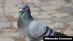 Un pigeon portant un message au Premier ministre indien.