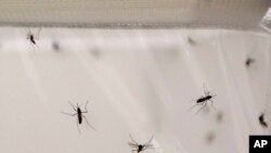 El Tukuko, un pueblo venezolano al pie de las montañas que cruzan la frontera con Colombia, es la imagen de la propagación de la malaria en Venezuela.