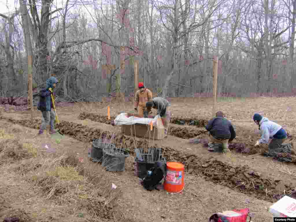 Some 100 volunteers joined Smithsonian scientists at the Environmental Research Center to plant the trees according to a precise plan. (SERC)