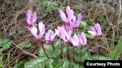 Persian Cyclamen, the national flower of Israel, blooms in winter. (Tel Aviv University Botanical Garden) 