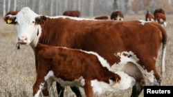 Russia has suspended imports of some European meat products. Here, a cow feeds its calf at a farm near Krasnoyarsk, a city in eastern Siberia, Oct. 4, 2014.