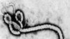 Critical Protein Discovery Could Help Prevent Lethal Ebola Virus