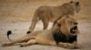 No Formal Zimbabwe Request Yet for Extradition of Lion Killer