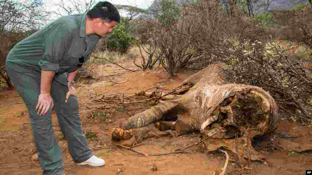 Former National Basketball Association star Yao Ming was the headliner in an film documentary that appeals to Chinese consumers to stop collecting ivory. In his anti-poaching campaign, Ming was filmed viewing the carcass of an elephant killed for its tusks in Kenya's Samburu region. 