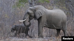 FILE - Two of the tens of thousands of elephants inside Zimbabwe's Hwange National Park, Aug. 1, 2015.