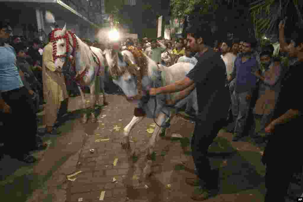 Supporters of the Pakistan Muslim League party try to control dancing horses performing during a celebration after parliamentary elections at a party office in Lahore, May 12, 2013.