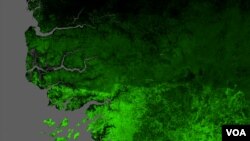 La forêt de Casamance - la dernière grande zone boisée du Sénégal - sera épuisée jusqu'à un point de non-retour d'ici deux ans si les ventes illégales à la Gambie se poursuivent au rythme actuel.