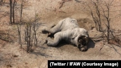 Un éléphant retrouvé mort au Botswana, sur une photo publiée le 4 septembre 2018. (Twitter/IFAW)