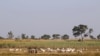 Sources: Boko Haram Kill 19 Nigeria Herders in Clashes