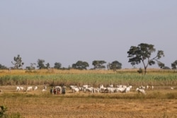 FILE - Herders graze a field with their livestocks on the outskirt of Zaria in Nigeria's northern state of Kaduna, Nov. 15, 2016.