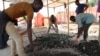 Ils ont été "délocalisés" pour du cobalt à Kolwezi, dans le sud-est de la RDC