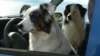 Dying Woman Seeks Home For Dogs