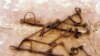 Enslaved Native Americans Played Central Role in 1600s New England Households
