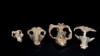 Post-apocalyptic Fossils Show Rise of Mammals After Dinosaur Demise