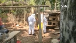 印度喀拉拉邦爆發禽流感