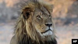 Le lion Cecil dans le parc national Hwange, Zimbabwe, 20 novembre 2013. 