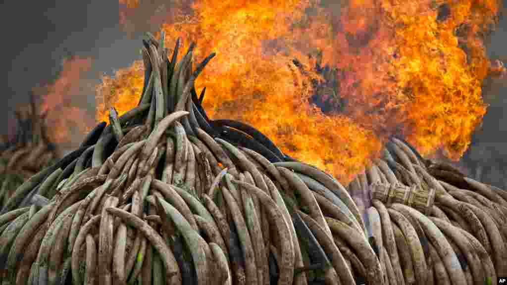 Une statue d'ivoire, brulée avec des tonnes d'ivoires dans le parc national de Nairobi, le 30 avril 2016.