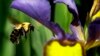 Trump Administration Sued Over Protection for Vanishing Bumble Bee