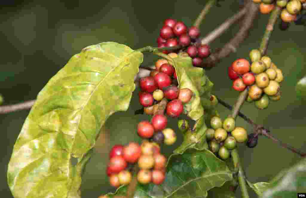 Ripening coffee cherries at a coffee farm in Buon Ma Thuot, Vietnam. (D. Schearf/VOA)