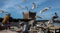 Les pêcheurs entourés des mouettes préparent leurs marchandises au port d'Essaouira, Maroc, 3 avril 2018.