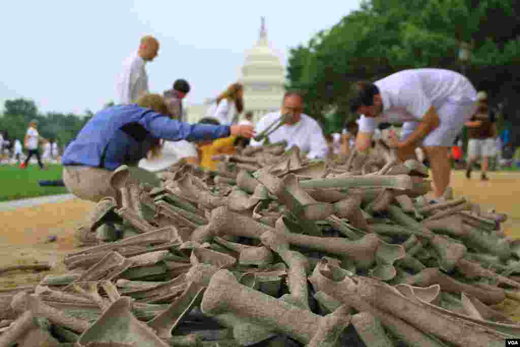 Volunteers select artificial bones to display on the National Mall, Washington, D.C, on June 8, 2013, at the "One Million Bones" installation, which aims to raise awareness of genocide and atrocities. (Jill Craig/VOA)