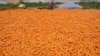 Sulteng Bangun Kemandirian Benih Jagung 