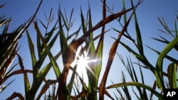 Scientists are working to add nutritional value to maize and other crops. (AP) 